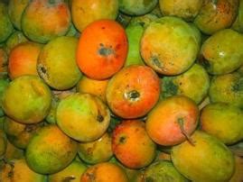 Aplikasi ini sangat cocok bagi para petani dan pengembang budidaya tanaman bahkan memberikan peluang besar bagi para pelaku usaha. MAKALAH BUDIDAYA TANAMAN MANGGA