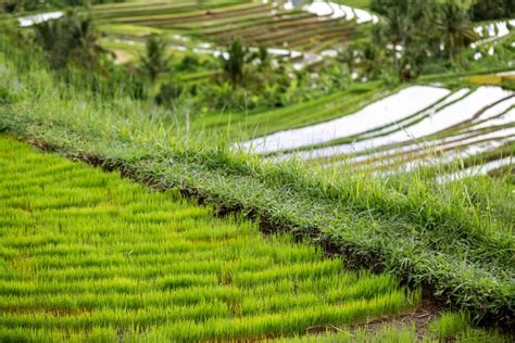 Beautiful Green Rice Field Asia Stock Photo Image Of Farm Harvesting