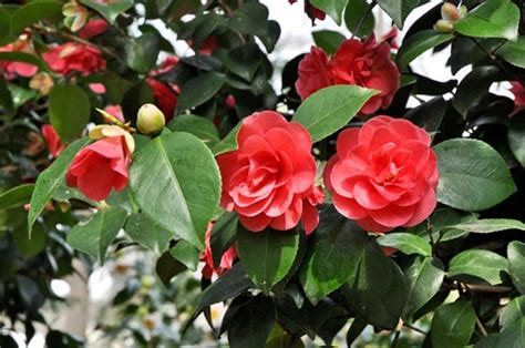 Camellia Japonica Lady Campbell Fleur