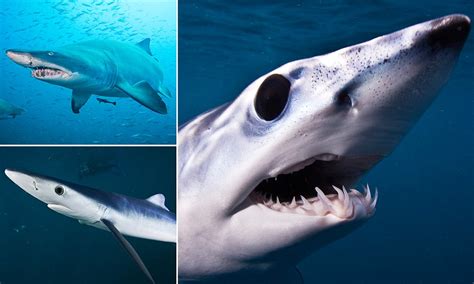 Is This The Ugliest Shark Ever Close Up Of A Terrifying Mako Features
