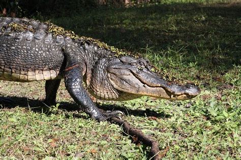 1.1 erek erek 4d abjad bergambar. Tafsir Mimpi Melihat Buaya, Tak Melulu Tentang Pertanda ...