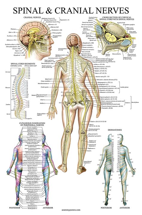 Muscle Spinal Nerves Anatomy Poster Set Muscular And Skeletal System