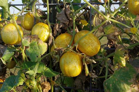 Lemon Cucumber Growing Guide Offbeet