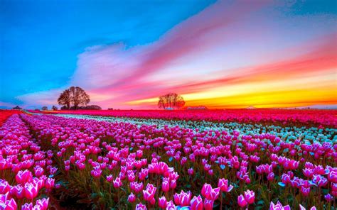 Pink Tulip Field At Sunset