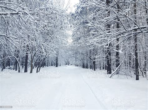 Free Download Beautiful Winter Covered Snow Forest In Cold Snowy Day