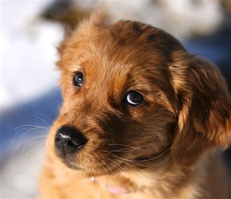 Goldendoodle dogs and puppies available for adoption near elizabethtown, murray, and bowling green! Piper puppy | Golden retriever rescue, Golden retriever ...