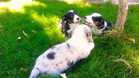 Corgi breeders in virginia google map. Cardigan Welsh Corgi puppies - YouTube