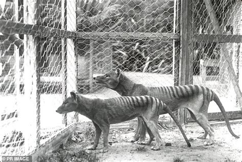 Proof Tasmanian Tiger Still Alive Farmer Spots Mystery