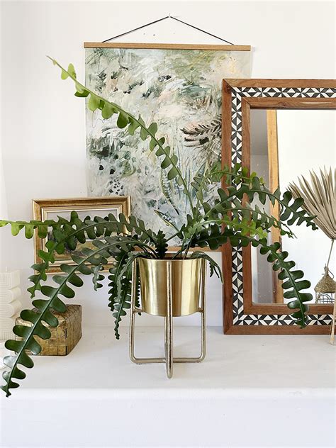 Fishbone Cactus Plant Care - Delineate Your Dwelling