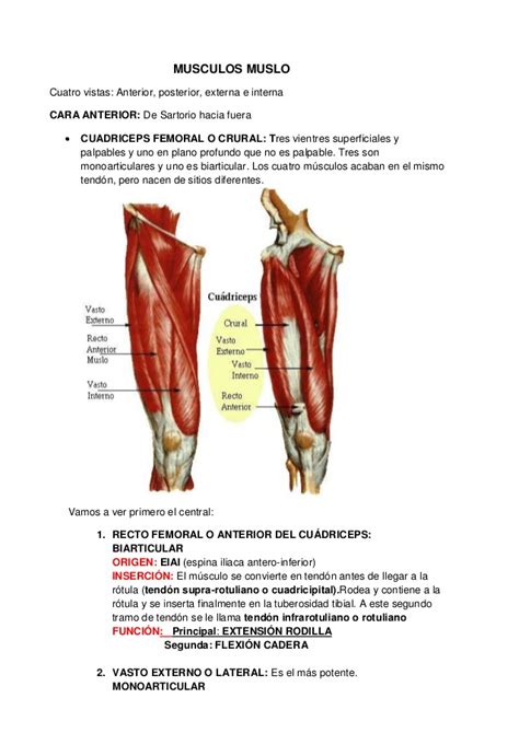(tendón común con el m. Musculos muslo