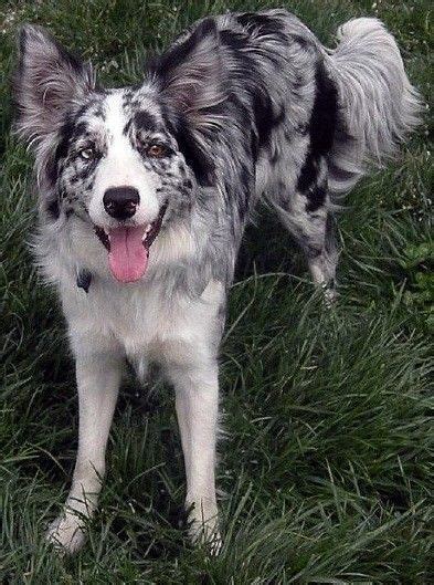 New Photos Border Collies Blue Merle Suggestions Blue Merle Collie