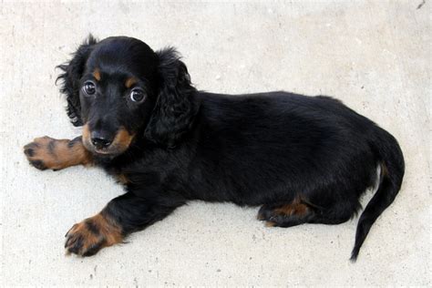 How Big Is An 8 Week Old Mini Dachshund A Complete Guide For New
