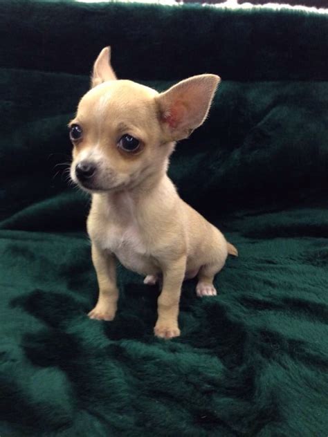 Are we missing a pet shops location or another place that you know about? What a look! Chihuahua for sale at Fish and Pets Pet Shop ...