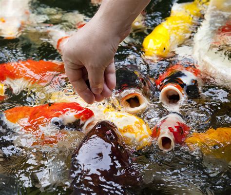 Koi Fish Feeding Tips And Recommendations For Healthy Koi — Koi Story