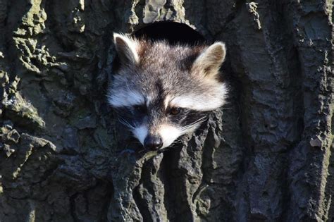 The Clever Raccoon Animal Amino🐾 Amino