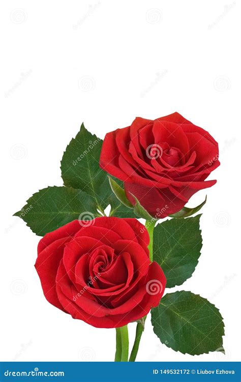 Two Red Roses On A White Background Isolated Stock Photo Image Of