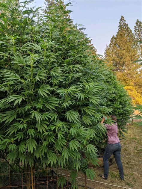 Northern California Cannabis Growers Scramble To Protect Crop From