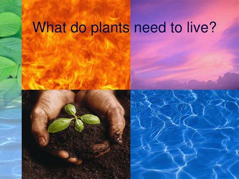 PPT - What do Plants Need to Live? PowerPoint Presentation ...
