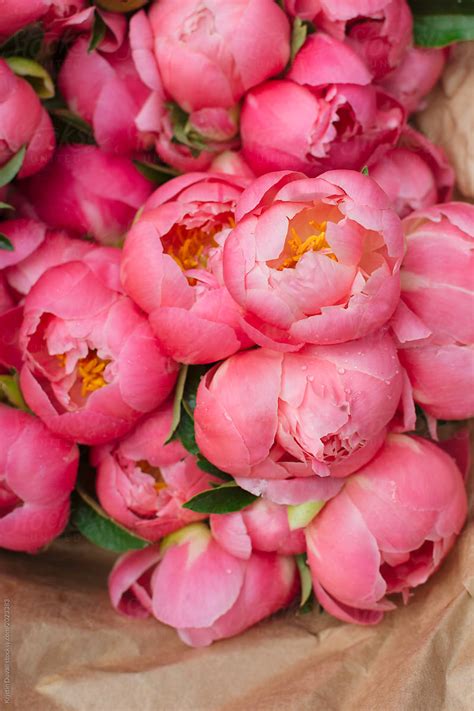 Pink Peony Flowers Del Colaborador De Stocksy Kristin Duvall Stocksy