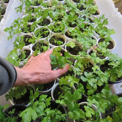 Where to get seeds & supplies. The Rusted Vegetable Garden: A Quick but Comprehensive ...