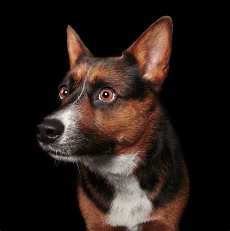Corman Shepherd Dog Breed Information And Characteristics