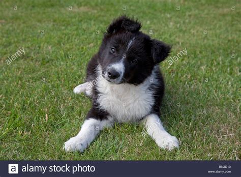Black and white sheep herding dog. Border Collie Sheep Stock Photos & Border Collie Sheep ...