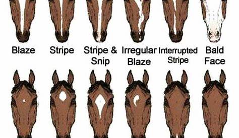 29 best Horse Breed Chart images on Pinterest | Horse breeds, Colour
