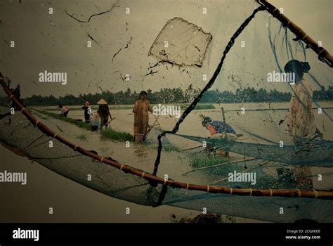 People Fishing On A Flooded Rice Field With Pushnets During Rainy
