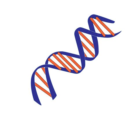 We did not find results for: Nucleic acid double helix - Wikipedia