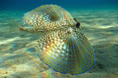 8 Unexpectedly Beautiful Sea Creatures