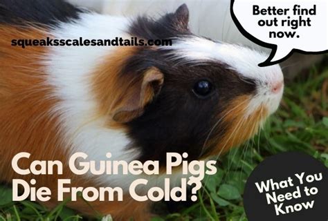 Can Guinea Pigs Die From Being Too Cold What You Need To Know