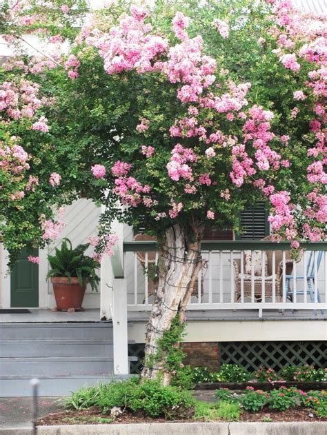 Crepe myrtle has a moderate to long life span. Exterior에 있는 핀
