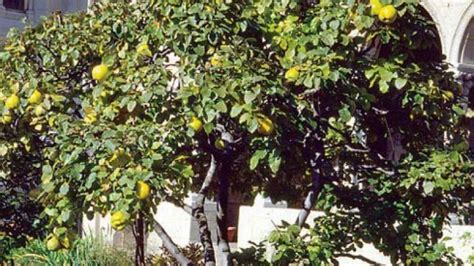 The quince (cydonia oblonga) is the sole member of the genus cydonia in the family rosaceae (which also contains apples and pears, among other fruits). Nature's umbrella: 5 reasons why quince trees are awesome ...