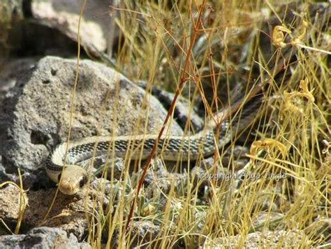 Arizonas Western Patch Nosed Snake Photos Diagrams And Topos Summitpost