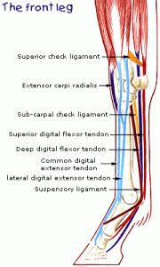 Anatomy of leg and foot human muscular system. Tendons and Ligaments - Structure and Injury | Rainland ...