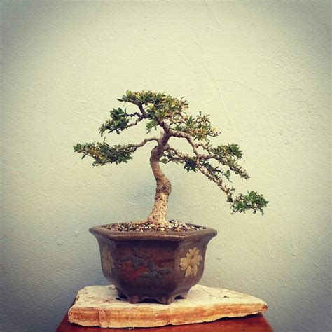 Deciduous trees turn from green to shades of yellow/orange/red and eventually brown at the end of the growing season. Bucida espinosa by Omar Bonsai borincano. | Bonsai tree ...