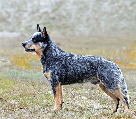 The australian cattle dog is of moderate build, enabling this breed to combine great endurance with bursts of speed and extreme agility necessary in herding cattle. Australian Cattle Dog - Wikipedia