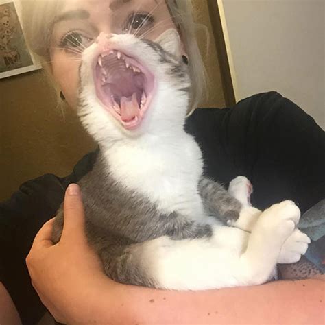 26 Funny Cat Pictures Taken At The Right Time Top13