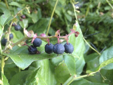 Castle wall ® holly is a male variety that does not get fruit but will serve to pollinate female varieties, like castle spire ® and pharos gold ™ holly. File:Salal berries.jpg - Wikimedia Commons