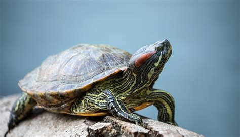 Where do eastern box turtles lay their eggs? Where Do Turtles Live & Lay Their Eggs? | Sciencing