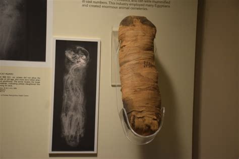 Ancient Egyptian Cat Mummies