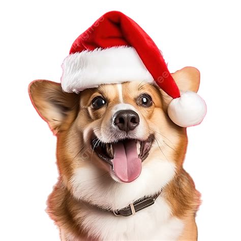 Dog With Santa Claus Hat And Christmas Tree On Red Surface Christmas