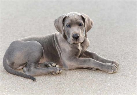 Click here to edit subtitle. Great Dane Rescue Bay Area | PETSIDI