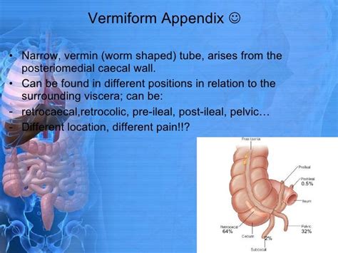 Anatomy Of Appendix