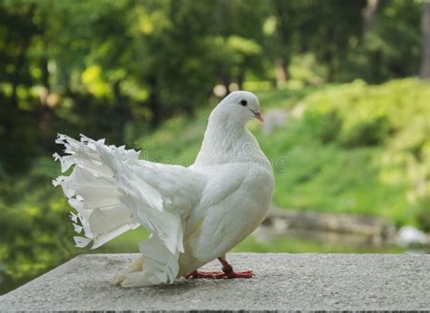 Beautiful White Bird Dove Stock Image Image Of Outdoors 98459173