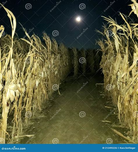 Corn Maze At Night Stock Photo Image Of Lighting Light 212495226