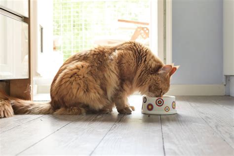 Raw Food Diet for Cats
