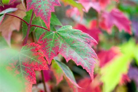 The 'regal petticoat' maple is thought to be seedless, as. Acer Rubrum Nortwood - Centre Jardin Lac Pelletier
