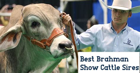 Best Brahman Bulls For The Show Ring Br Cutrer Inc