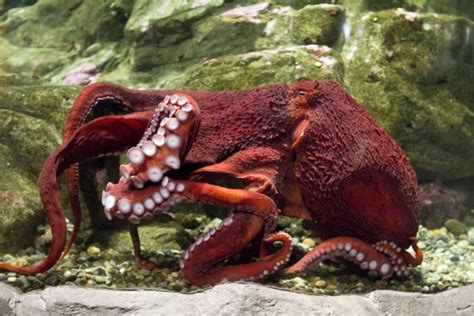 Revealing The Largest Octopus Smithsonian Ocean